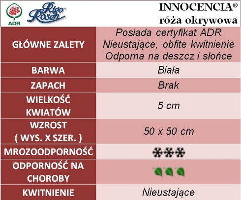 Innocencia róże okrywowe